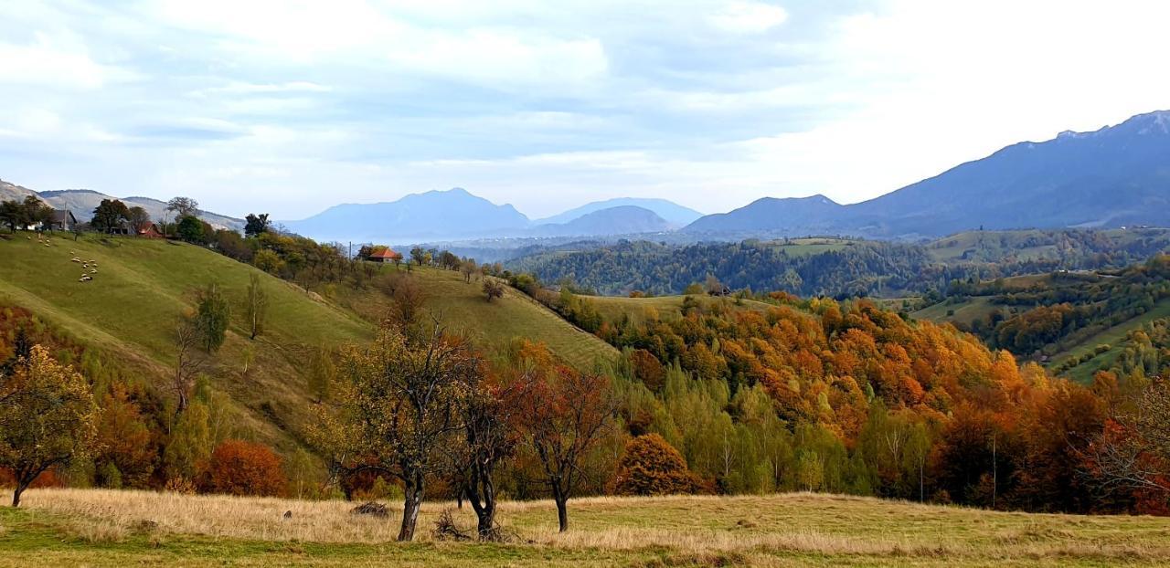 La Odai Bran  Exteriör bild