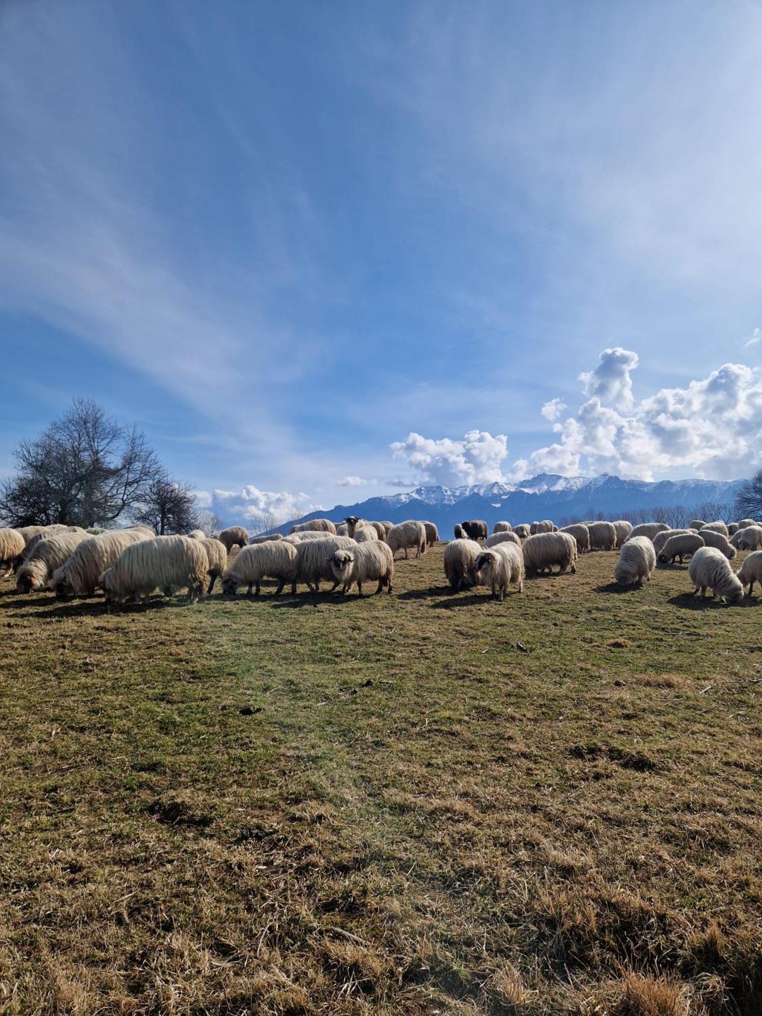 La Odai Bran  Exteriör bild